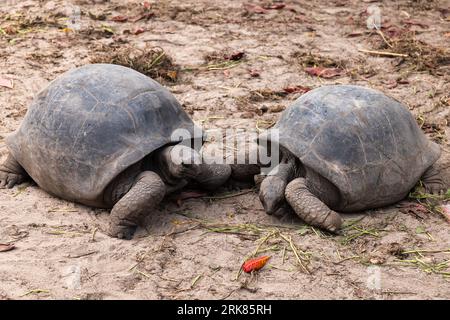 Aldabra giant tortoises are on the ground in the wild. Aldabrachelys gigantea. Seychelles islands Stock Photo