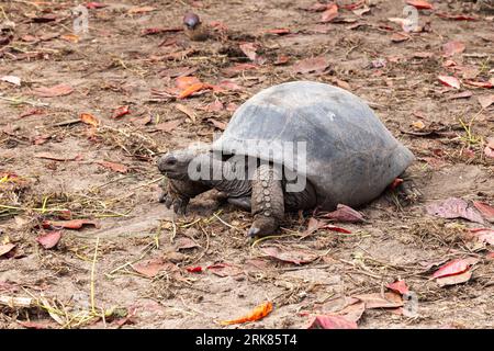 Aldabra giant tortoise crawling on the ground in the wild. Aldabrachelys gigantea. Seychelles Stock Photo