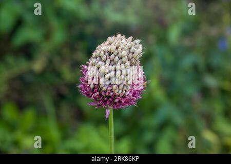 Nahaufnahme von allium sphareocephalon Rundkopf-Knoblauch Stockfoto