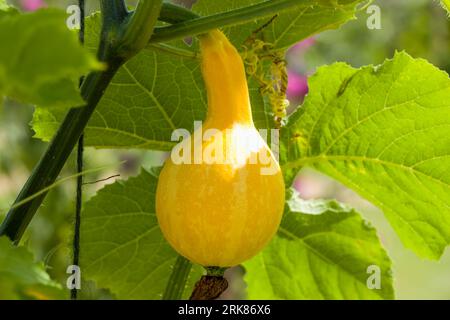 Nahaufnahme von Bitterflaschenkürbis, der auf der Rebe wächst Stockfoto