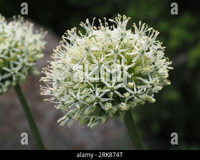 'White Giant' (Ornamental Onion). Scientific name: Allium stipitatum. Higher classification: Allium. Family: Amaryllidaceae. Order: Asparagales. Stock Photo