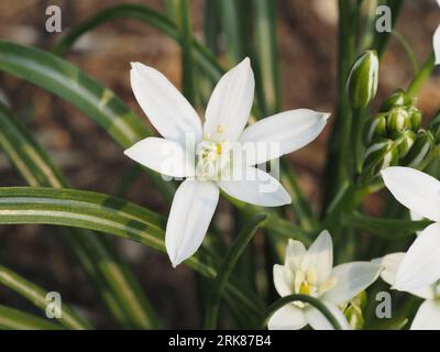 Star of Bethlehem (Ornithogalum umbellatum). Scientific name: Ornithogalum umbellatum. Family: Asparagaceae. Order: Asparagales. Kingdom: Plantae. Stock Photo