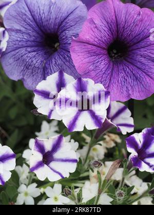 Supertunien und violette Petunien in einem Hängekorb angeordnet Stockfoto