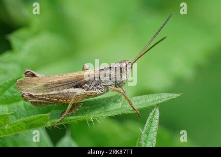 Natürliche Nahaufnahme der braunen Lokomotive Grasshopper, Chorthippus apricarius, auf einem grünen Blatt sitzend Stockfoto