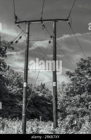 The electrical pylons running through a lush and vibrant forest in grayscale Stock Photo