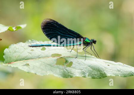 Ein atemberaubendes Foto einer männlichen schönen Demoiselle-Damselfliege, aufgenommen in Ebrach, Deutschland Stockfoto