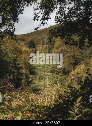 The electrical pylons running through a lush and vibrant forest Stock Photo