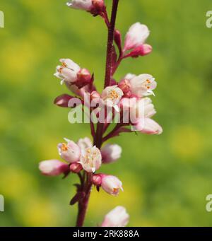 Pink coral bells (closeup detail). Scientific name: Heuchera sanguinea. Family: Saxifrages. Order: Rosales. Kingdom: Plantae. Stock Photo