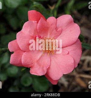 Pink rose blossom in full bloom with raindrops (June). Scientific name: Rosa. Family: Rosaceae. Order: Rosales. Kingdom: Plantae. Stockfoto