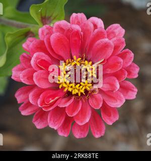 Common Zinnia. Scientific name: Zinnia elegans. Order: Asterales. Family: Asteraceae. Kingdom: Plantae. Stockfoto