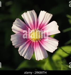 Cosmos Daydream. Scientific name: Cosmos bipinnatus. Family: Asteraceae. Order: Asterales. Kingdom: Plantae. Stock Photo