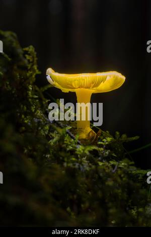 Ein einzelner gelb-grüner Hygrocybe-Pilz, der auf einem Bett aus üppigem grünem Moos in einer ruhigen Waldlage thront Stockfoto