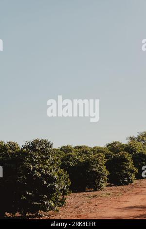 coffee bushes plantation in the farm Stock Photo