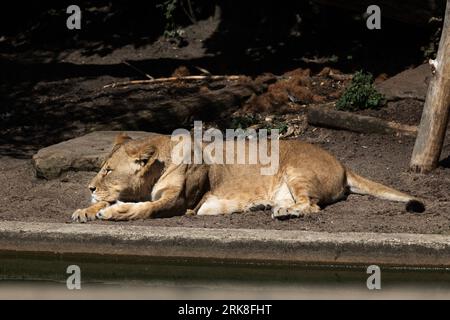 Weibliche Löwen in Gefangenschaft Stockfoto