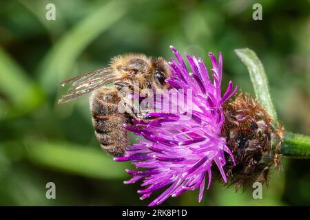 Eine westliche Honigbiene oder europäische Honigbiene, APIs mellifera, die sich von einer Wildblume ernährt. Stockfoto