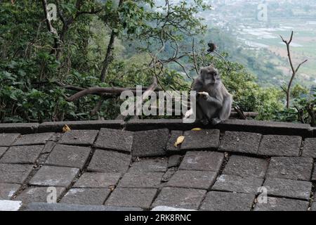 A monkey sits in the mountains of Bali and eats a banana given to it by tourists Stock Photo