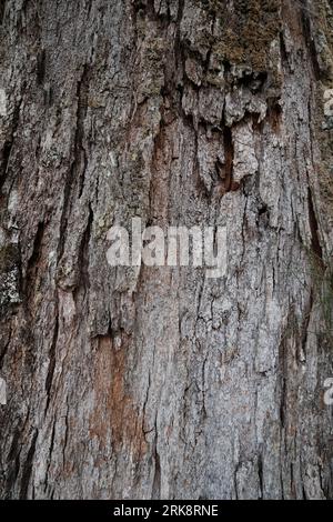 Hintergrundfoto von Holz, einem alten Baum mit Rissen und Falten auf der Rinde Stockfoto