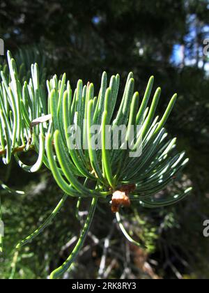 Close-up view of the Needles of a Douglas-fir, Pseudotsuga menziesii Stock Photo