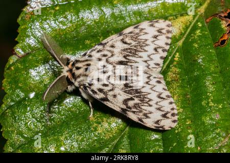 Eine schwarze Bögen oder Nonnenmotte, Lymantria monacha, ruht am frühen Morgen auf einem Blatt. Stockfoto