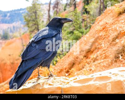 Eine amerikanische Krähe, Corvus brachyrhynchos, auf dem orangefarbenen Kalkstein an einem der vielen Aussichtspunkte des Bryce Canyon National Park, Utah. Stockfoto