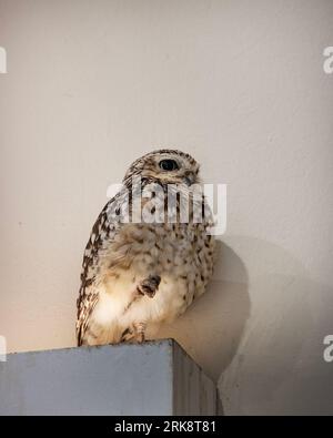 Burrowing owl in an enclosure Stock Photo