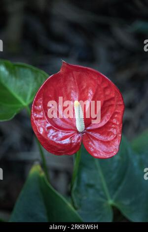 red waxy Anthurium flower in a tropical butterfly house Stock Photo