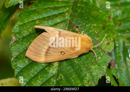 Lasiocampa quercus, die Eichengarnmotte, ruht am frühen Morgen auf einem nassen Blatt. Stockfoto