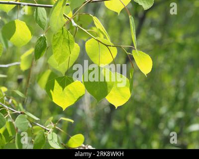 Aspen leaves dappled with sunlight in spring. Scientific name: Populus tremuloides. Family: Salicaceae. Order: Malpighiales. Kingdom: Plantae. Stock Photo