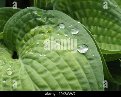 Hosta „Paradigma“ verlässt nach dem Regen. Wissenschaftlicher Name: Hosta. Familie: Asparagaceae. Unterfamilie: Agavoideae. Bestellung: Asparagales. Königreich: Plantae. Stockfoto