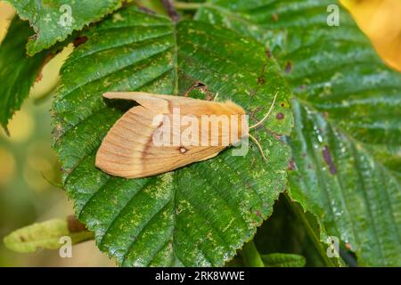 Lasiocampa quercus, die Eichengarnmotte, ruht am frühen Morgen auf einem nassen Blatt. Stockfoto