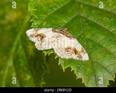 Ligdia adustata, eine verbrannte Teppichmotte, die früh am Morgen auf einem nassen Blatt ruht. Stockfoto