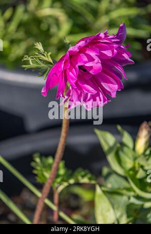 Deep Pink Anemone Flower Stock Photo