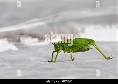 Grashopper Tettigonia cantans, auch bekannt als zuckende grüne Buschkricket, ähnelt Tettigonia viridissima auf weißem, verschwommenem Hintergrund. Tschechische republik. Stockfoto