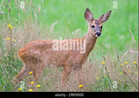 Baby Capreolus capreolus europäisches Reh bemerkte gerade, dass jemand sie auf einem Feld beobachtete. Sommerabend, Tschechische republik Natur. Stockfoto