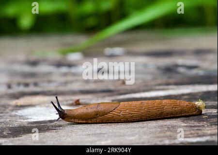 Arion vulgaris, auch spanische Schnecke genannt. Das am meisten einfallende Tier in Europa und der größte Feind jedes Gärtners. Tschechische republik Natur. Stockfoto