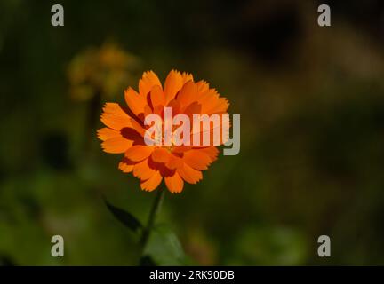 Hellorange Blüte der Calendula (Calendula officinalis), die im Garten auf verschwommenem Wiesenhintergrund wächst. Stockfoto