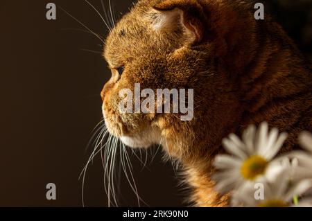 Porträt einer ernsthaften schottischen Falzkatze im Profil auf dunklem Hintergrund mit weißen Gänseblümchen. Selektiver Fokus Stockfoto