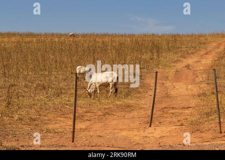 Catalao, Goias, Brasilien – 18. August 2023: Eine kleine Viehherde, die sich von Trockenweiden ernährt, mit blauem Himmel im Hintergrund. Stockfoto