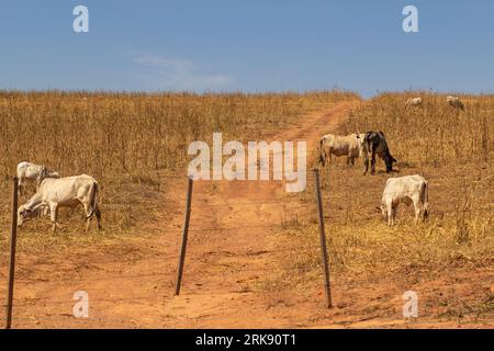 Catalao, Goias, Brasilien – 18. August 2023: Eine kleine Viehherde, die sich von Trockenweiden ernährt, mit blauem Himmel im Hintergrund. Stockfoto