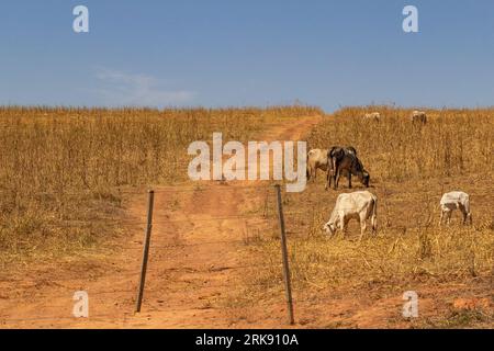 Catalao, Goias, Brasilien – 18. August 2023: Eine kleine Viehherde, die sich von Trockenweiden ernährt, mit blauem Himmel im Hintergrund. Stockfoto