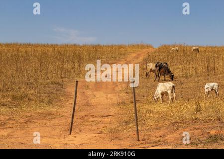 Catalao, Goias, Brasilien – 18. August 2023: Eine kleine Viehherde, die sich von Trockenweiden ernährt, mit blauem Himmel im Hintergrund. Stockfoto