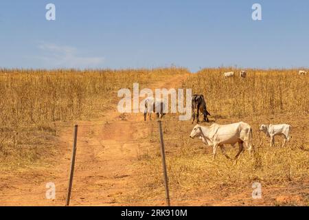 Catalao, Goias, Brasilien – 18. August 2023: Eine kleine Viehherde, die sich von Trockenweiden ernährt, mit blauem Himmel im Hintergrund. Stockfoto