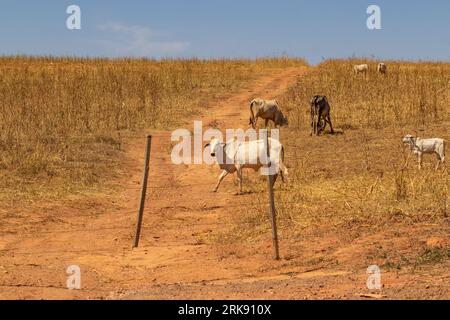 Catalao, Goias, Brasilien – 18. August 2023: Eine kleine Viehherde, die sich von Trockenweiden ernährt, mit blauem Himmel im Hintergrund. Stockfoto