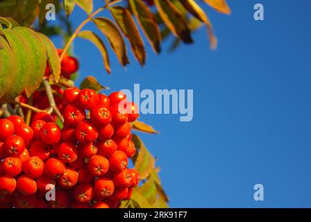 Red Rowan Berries on branch against a blue sky with copy space. Autumn background. Ripening of rowan berries. Useful medicinal berries Stockfoto