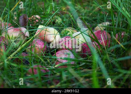 Fallen ripe red apples lying on the ground in the grass. Fresh colorful Fallen apples in the garden. Stock Photo