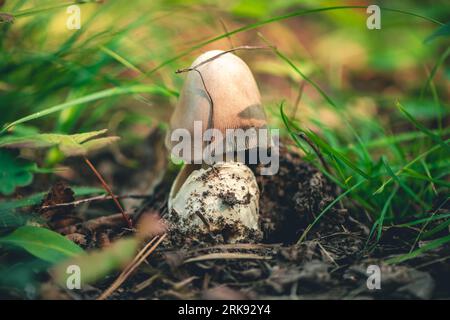 Pilz Amanita crocea im Wald Stockfoto