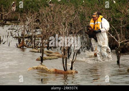 Bildnummer: 54113437  Datum: 05.06.2010  Copyright: imago/Xinhua (100606) -- JEFFERSON PARISH, June 6, 2010 (Xinhua) -- Tim Kimmel of the U.S. Fish and Wildlife Service carries an oiled pelican from a nesting area to a waiting boat in Barataria Bay, Louisiana, the United States, June 5, 2010. The pelican was successfully transported to a stabilization center on Grand Isle in Louisiana for stabilization before being taken to Fort Jackson Oiled Wildlife Rehabilitation Center in Venice, Louisiana, for cleaning. (Xinhua/U.S. Coast Guard Petty Officer 2nd Class John Miller) (zw) (1)U.S.-OIL SPILL-O Stock Photo