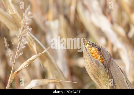 Ernte von Maisstängeln und Ähren auf dem Feld Ende Oktober. Nahaufnahme Stockfoto