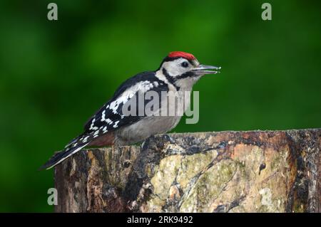 Juvenile great spotted woodpecker dedrocopos major perched on tree stump. Dorset, UK June Stockfoto