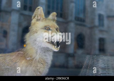 Stuffed fox with open mouth in the shop window of the old city Stock Photo